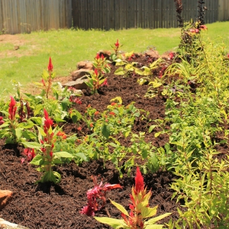 drought tolerant colorful flowers